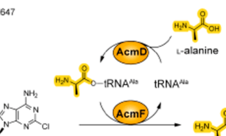 【ACS Catal.】子囊霉素生物合成中丙氨酰-tRNA合成酶样酶催化氨基酰化反应