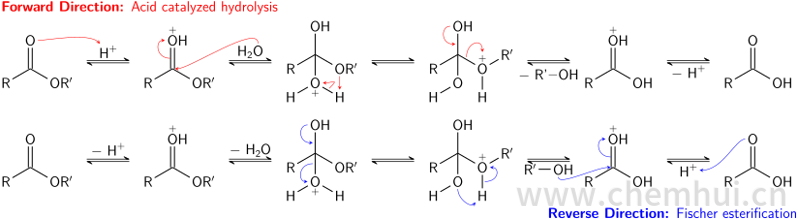 酯的酸催化水解和Fischer酯化对应于平衡过程的两个方向。